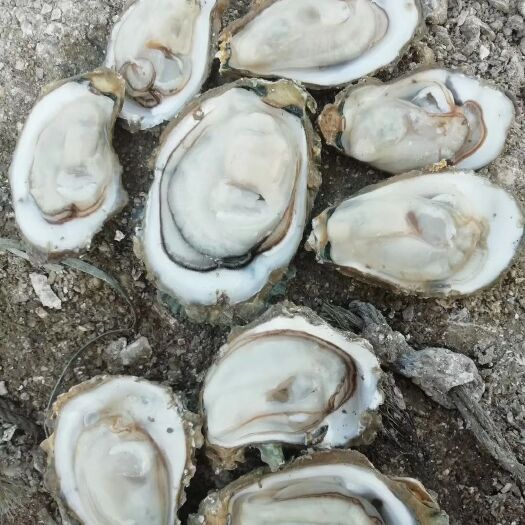 合浦县北部湾生蚝 北部湾生小蚝丁