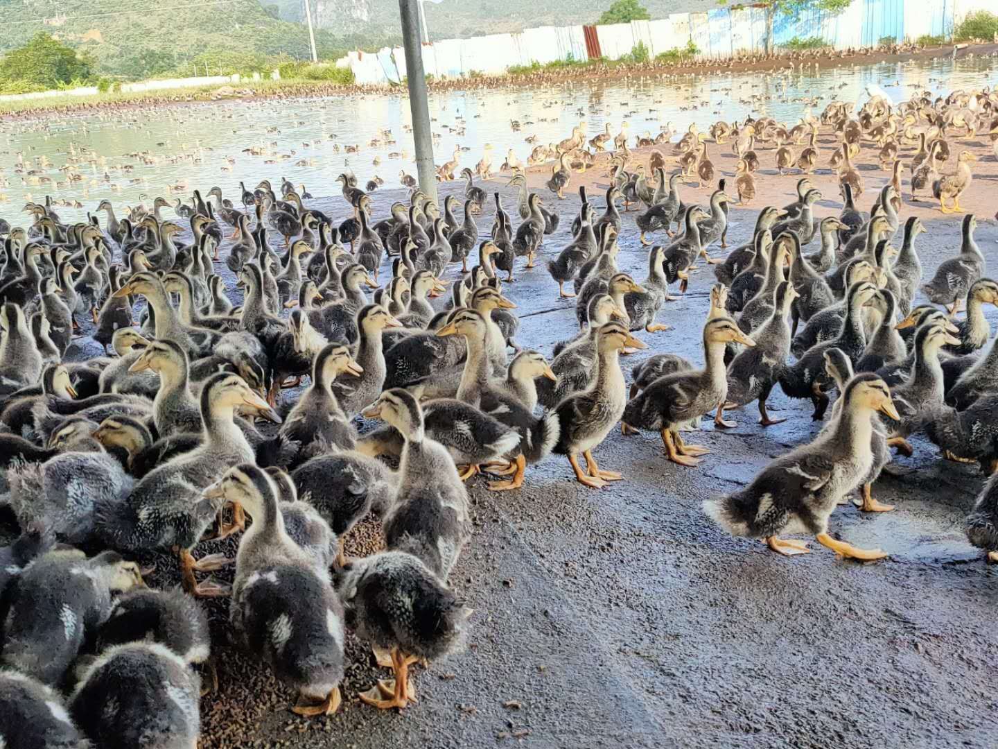 麻鸭 25天，1.78斤，4000羽，童鸭