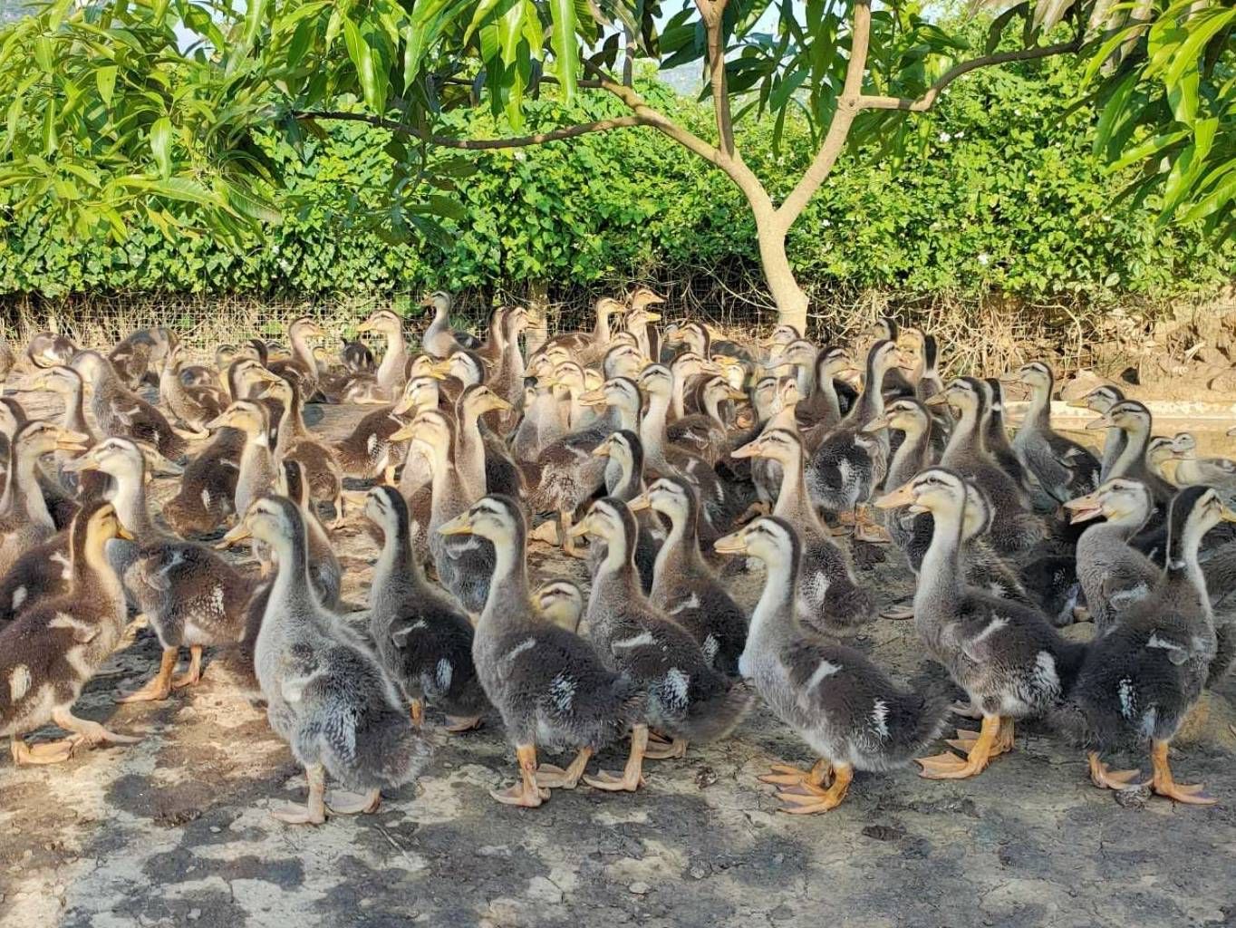 麻鸭 25天，1.78斤，4000羽，童鸭