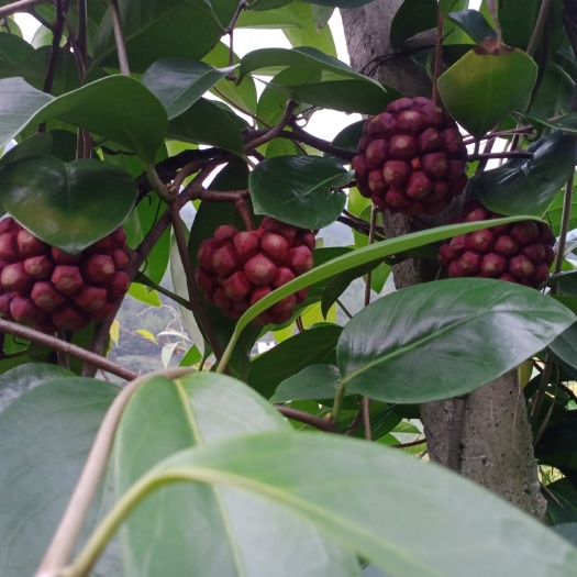 资源县黑老虎果 广西壮族自治区桂林市资源县 300-600g 