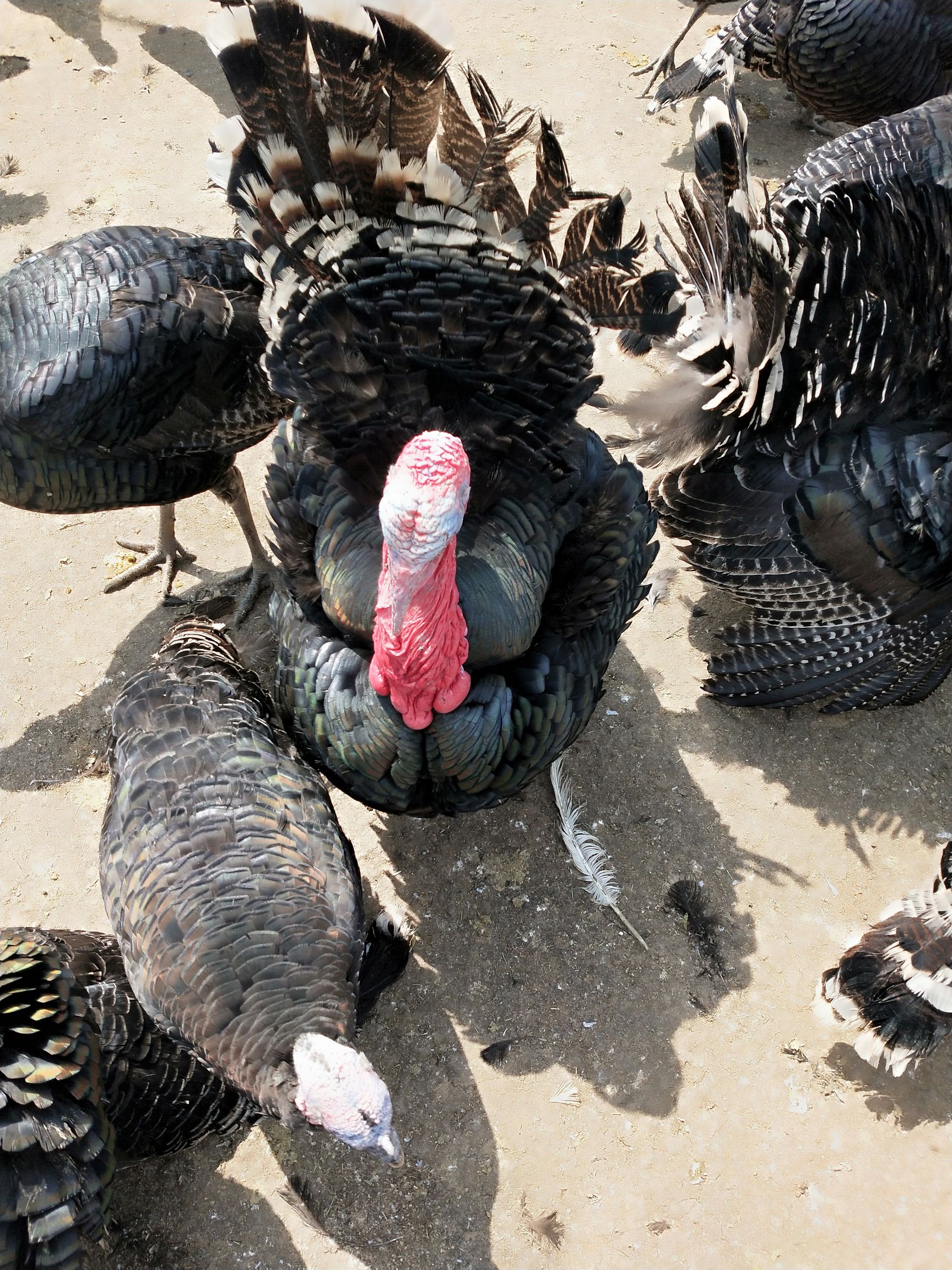 青铜火鸡 火鸡观赏食用青铜尼古拉火鸡