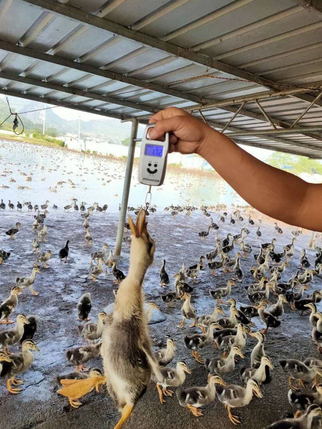 麻鸭 25天，1.78斤，4000羽，童鸭