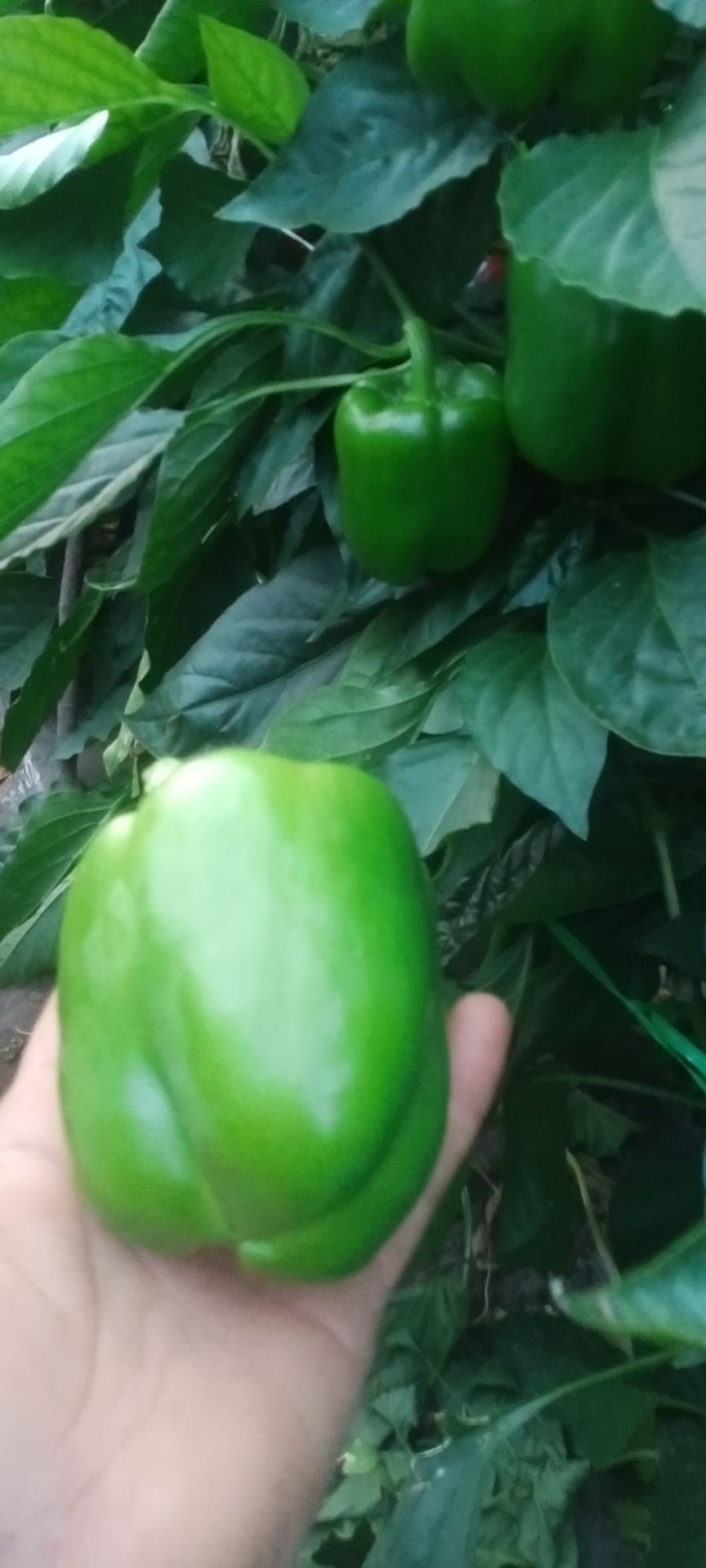 圆椒  精品绿椒大量上市有需要的老板下单了！