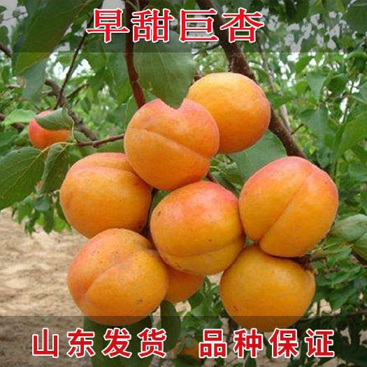 平邑县巨蜜王杏树苗 巨蜜王甜杏树苗嫁接苗自家育苗品种纯度高南北方均可种植成活率高