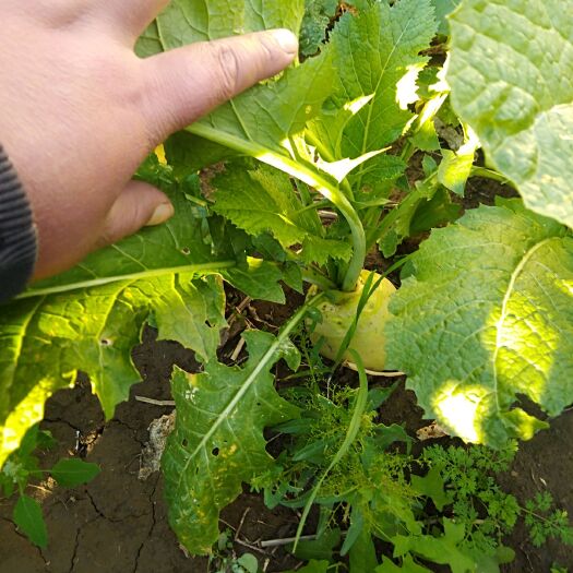 通辽芥菜头 光头芥菜代收货源充个头好需要的老板联系我