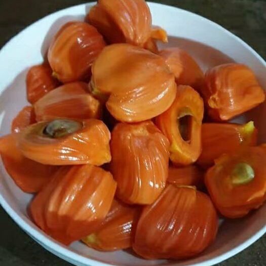 灵山县12号红肉菠萝蜜苗 红肉菠萝蜜苗免费提供技术包邮杯苗