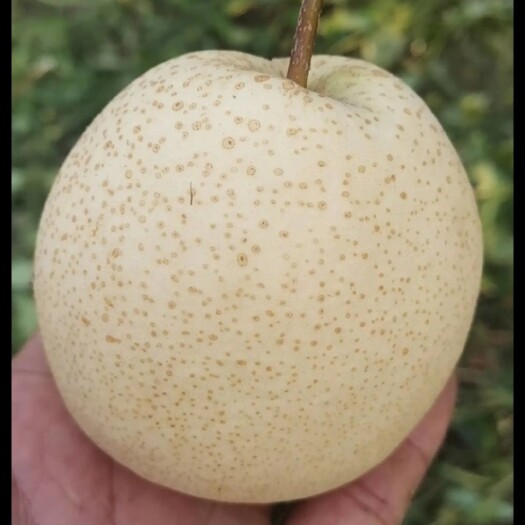 运城新鲜山西运城酥梨成熟贡梨光果纸袋可视频看货【一件代发】代办