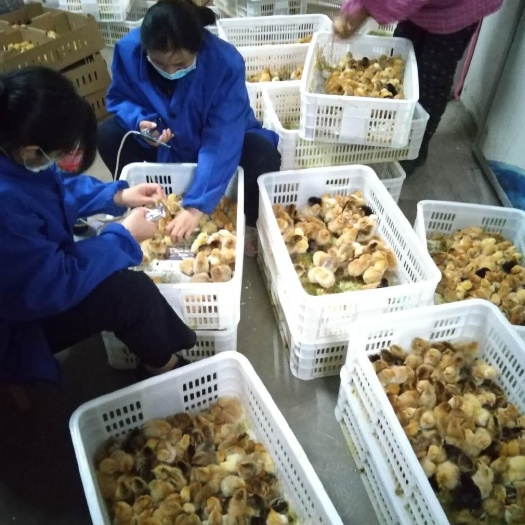 枣阳市土鸡苗  〖10000送100〗苏禽二代母苗