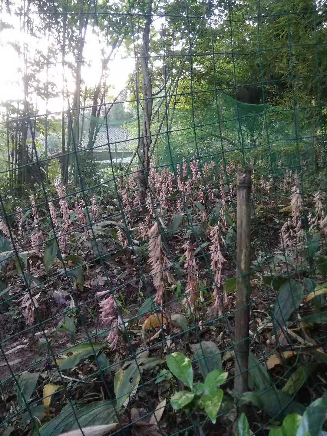 野山茨菇的生长环境图片