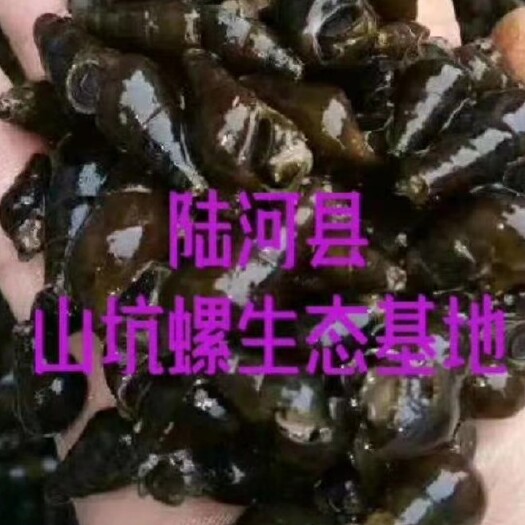 陆河县山坑螺  