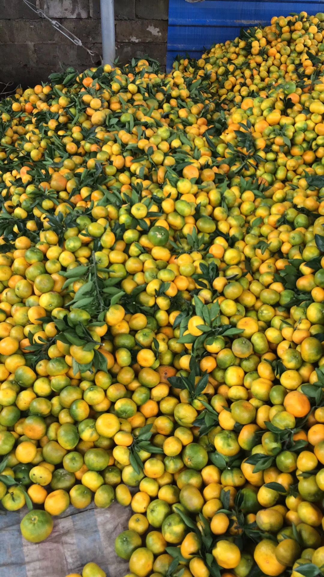 陕西汉中城固柑桔 新鲜水果 柑橘类批发