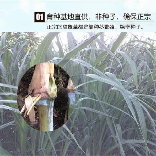 兴义市甜象草  绿色养殖青料