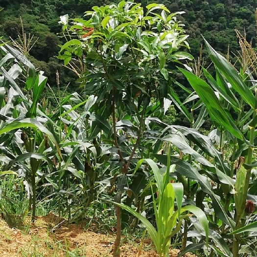 景东县云南普洱景东晚熟芒果苗（嫁接苗）。两年以上晚熟芒果苗