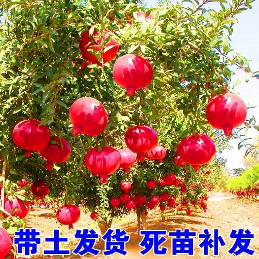 平邑县石榴盆景  石榴树树苗突尼斯石榴南北方种植盆栽地栽庭院种植当年结果