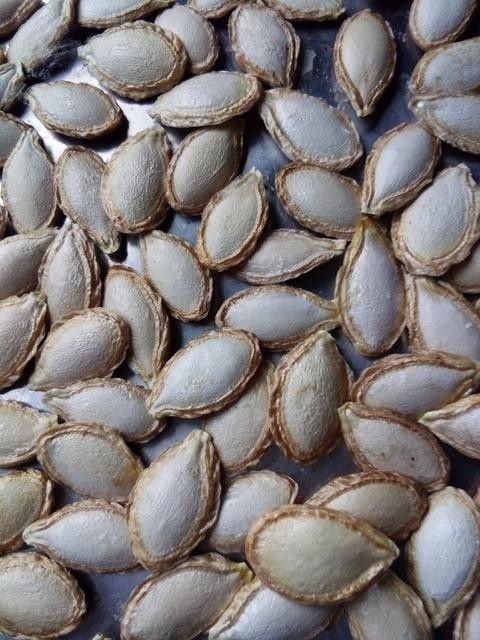 湖北大山农村老品种毛边土南瓜子过风机人工挑选精品 粒粒饱满