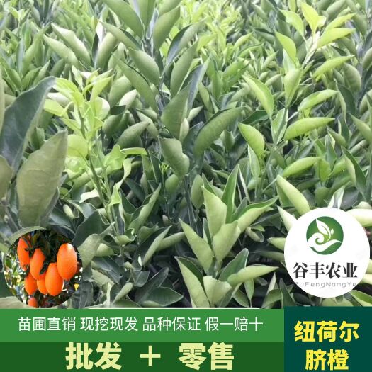简阳市纽荷尔脐橙苗  纽荷尔 脐橙苗 橙子苗 柑橘苗