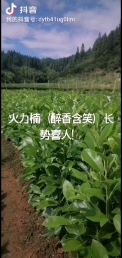 山杜英  杜英容器苗