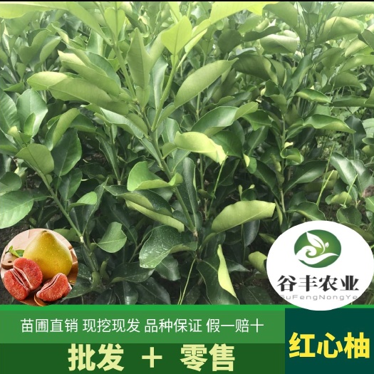 简阳市红心柚苗  三红柚 柚子苗 柑橘苗 柑桔苗 红心柚