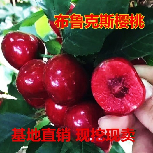 平邑县布鲁克斯樱桃树苗  布鲁克斯樱桃苗冰糖脆大樱桃苗自家育苗品种纯度高南北方均可种植