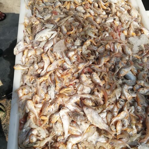 射阳县饲料鱼  正宗黄海小杂鱼