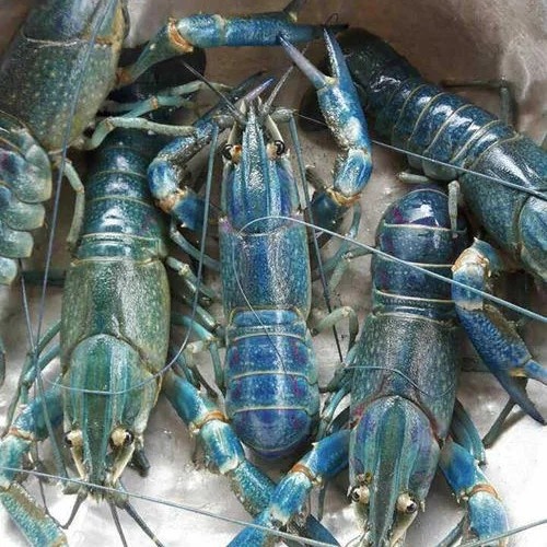 阳江澳洲淡水龙虾商品虾