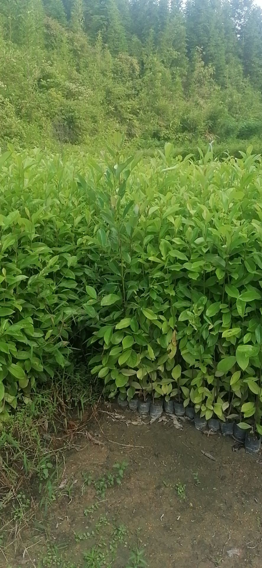 醉香含笑  火力楠容器苗