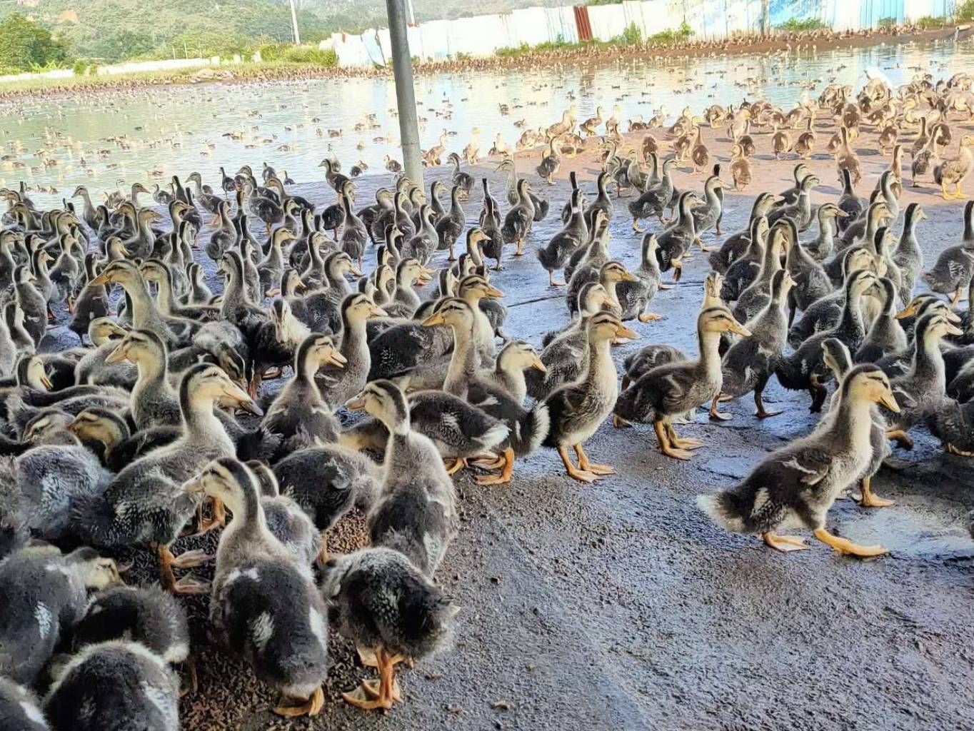 麻鸭 25天，1.78斤，4000羽，童鸭