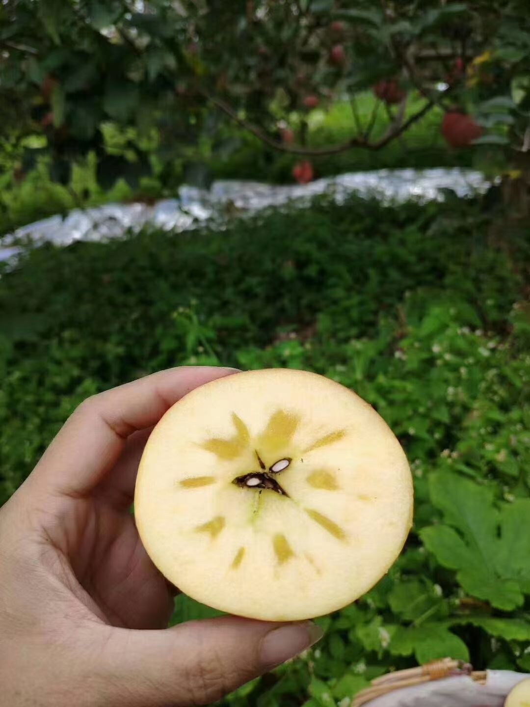  盐源糖心丑苹果