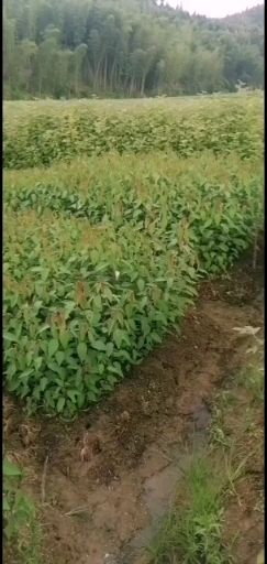 山杜英  杜英容器苗