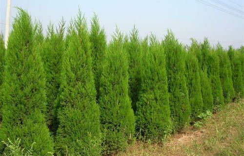 大荔县蜀柏