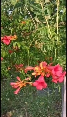沭阳县凌霄苗 卫矛床苗，凌霄，紫藤，月季花，蜀桧。