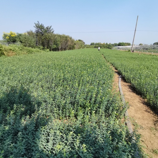 沭阳县 胶东卫矛