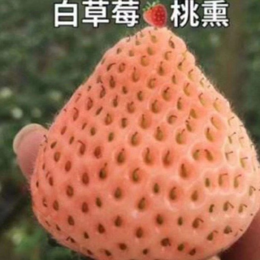泰安桃熏草莓苗