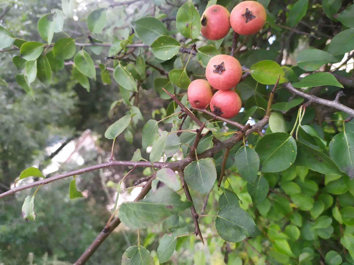 杜梨种子纯新发芽率高达百分之九十五，欢迎各位老板选购