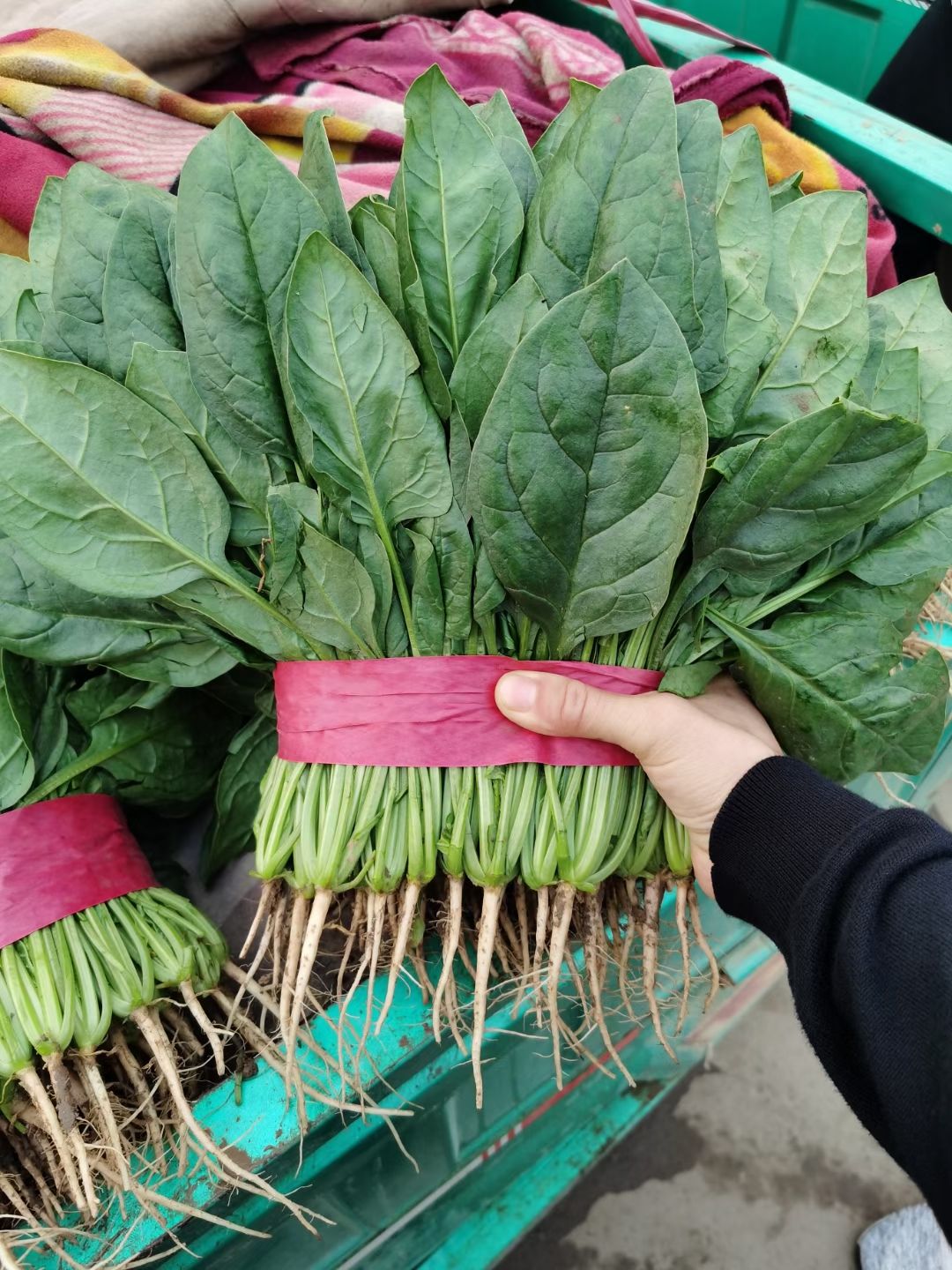 邯郸菠菜 优质 大叶菠菜  25公分 产地直发
