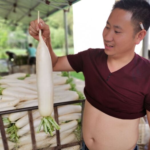 富硒白萝卜千亩基地任君挑选