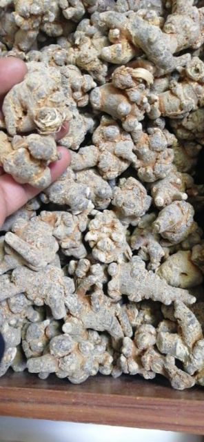 冬七  文山三七种植生产销量一手货源没有中间商