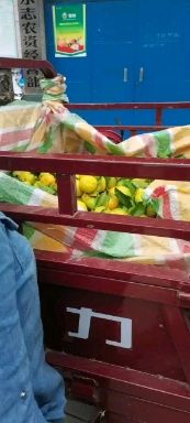 陕西汉中城固柑桔 新鲜水果 柑橘类批发