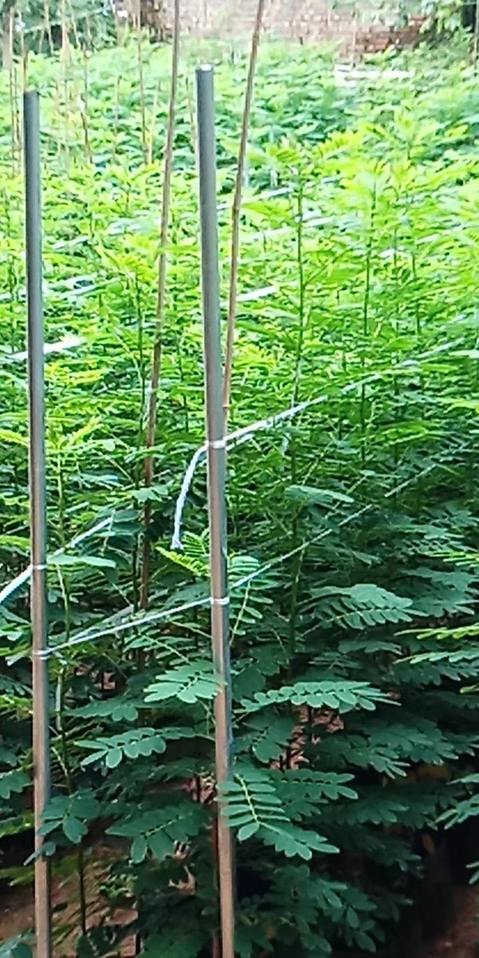 黄槐 黄花槐