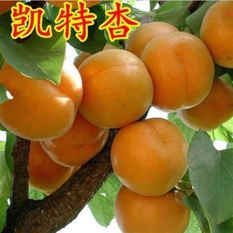 凱特杏苗 凱特杏樹苗嫁接苗自家育苗品種純度高南北方均可種植成活率高