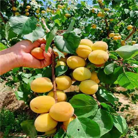 凯特杏苗 凯特杏树苗嫁接苗自家育苗品种纯度高南北方均可种植成活率高