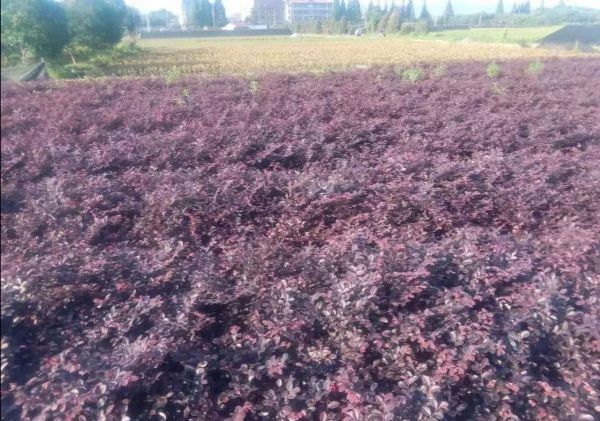 浏阳市黑珍珠红继木  地处浏阳市柏加镇有花木之乡之称也供应各种小苗如有需要可联系我