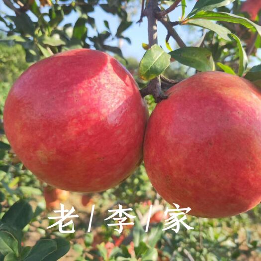 巩义市河洛镇软籽石榴  现货供应果大籽红汁多又甜的突尼斯软籽石榴