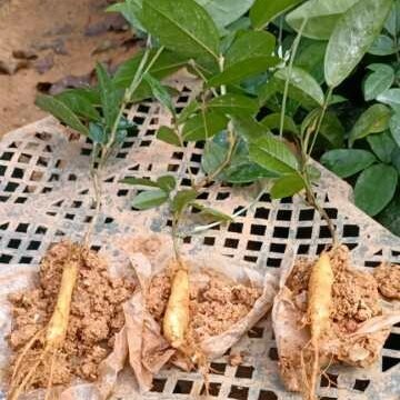 郁南县 小叶牛大力苗细叶牛大力种苗