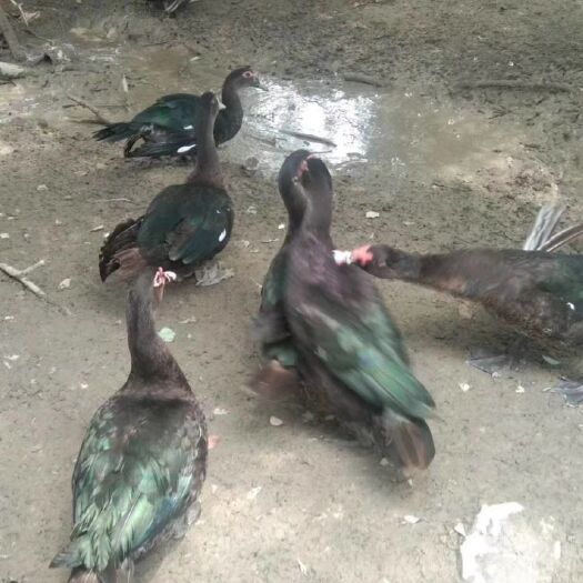 北海肉鸭 玉土出售价格便宜