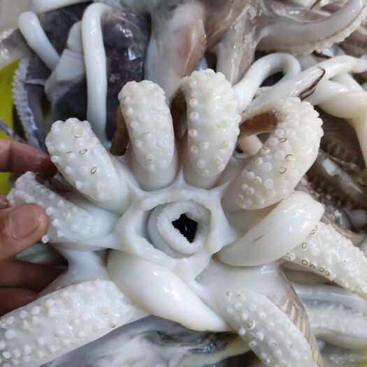 北海北海墨鱼 墨鱼头