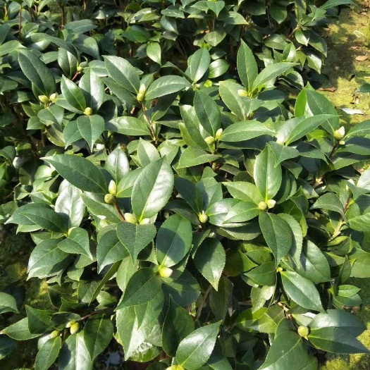 漳平市 大红赤丹茶花盆栽带花苞23杯产地直销批发