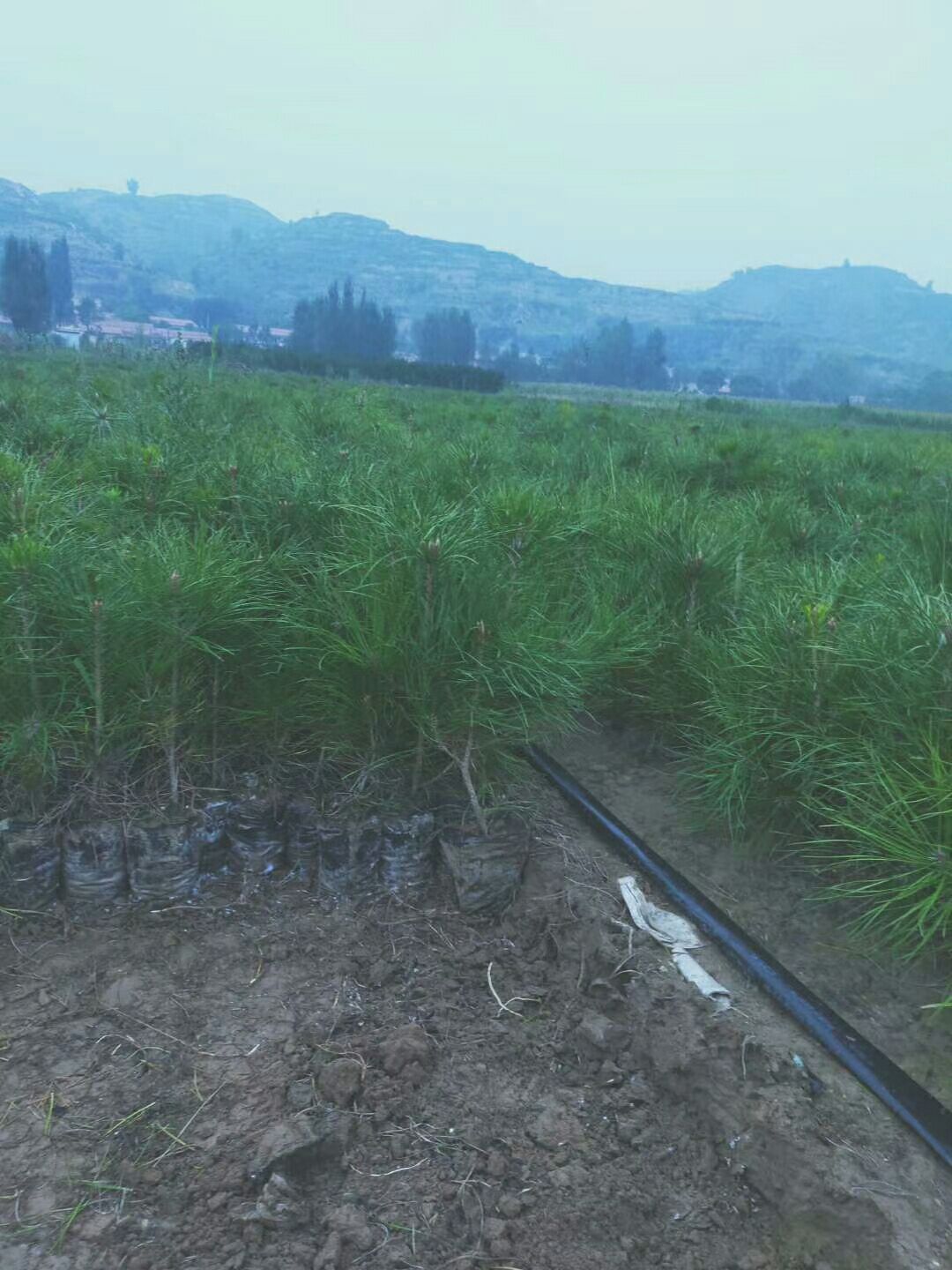 大田油松 杯苗油松，60到一米五