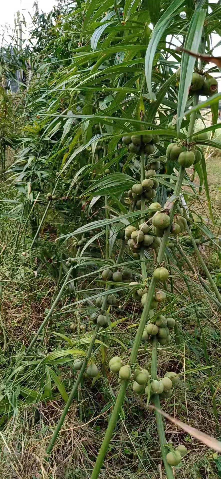 黄精种苗  云南红花滇黄精节节高种苗种子