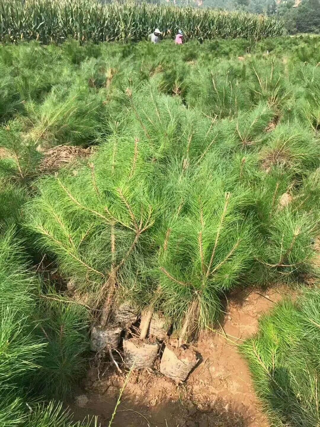 大田油松 杯苗油松，60到一米五